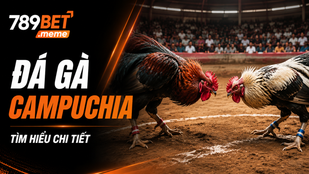 Trường gà Campuchia với hai chiến kê chuẩn bị thi đấu