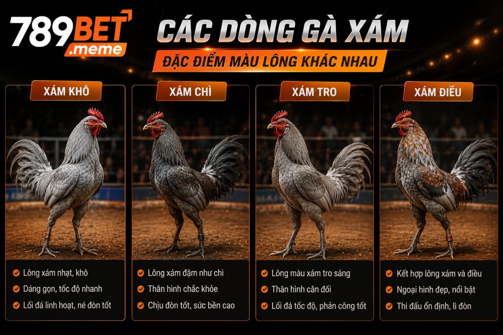 Các dòng gà xám